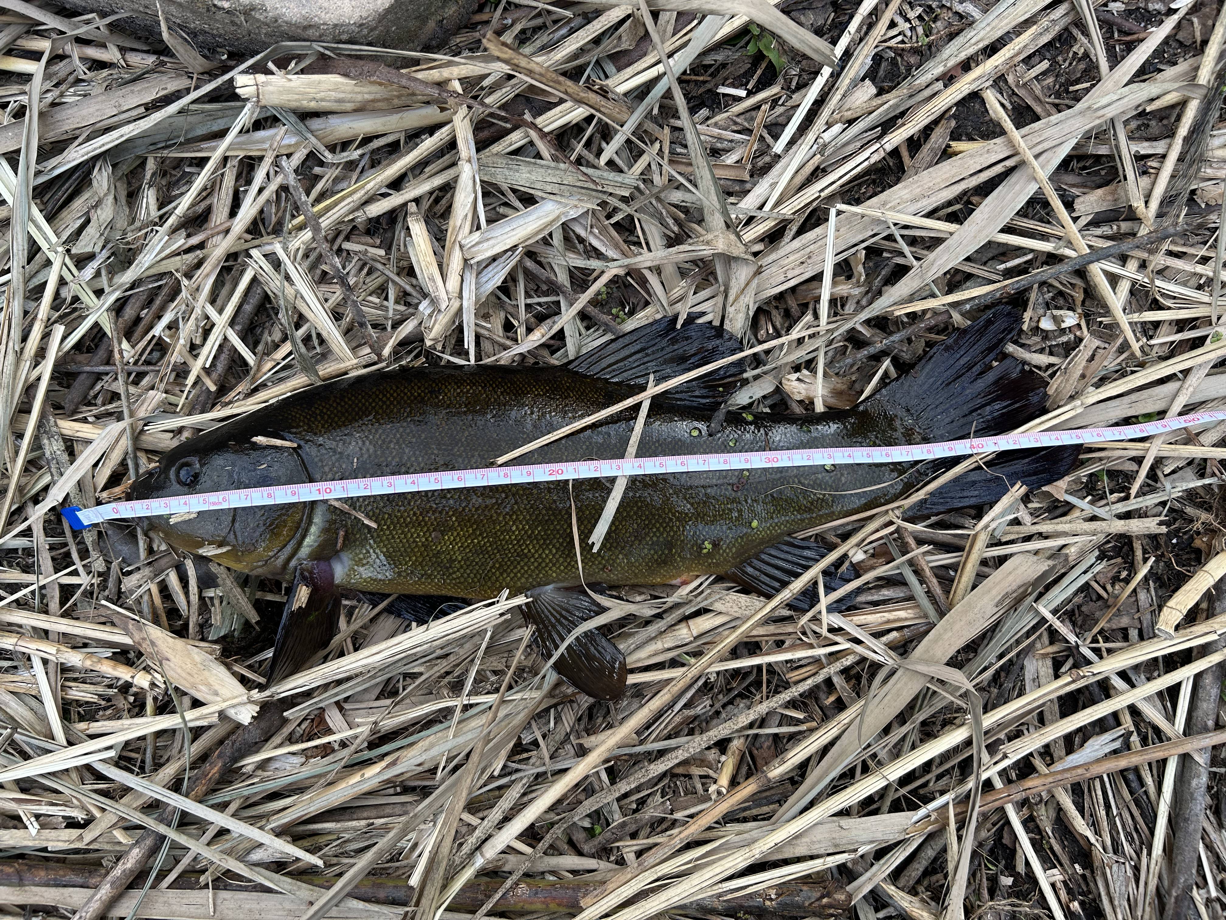 fishPB